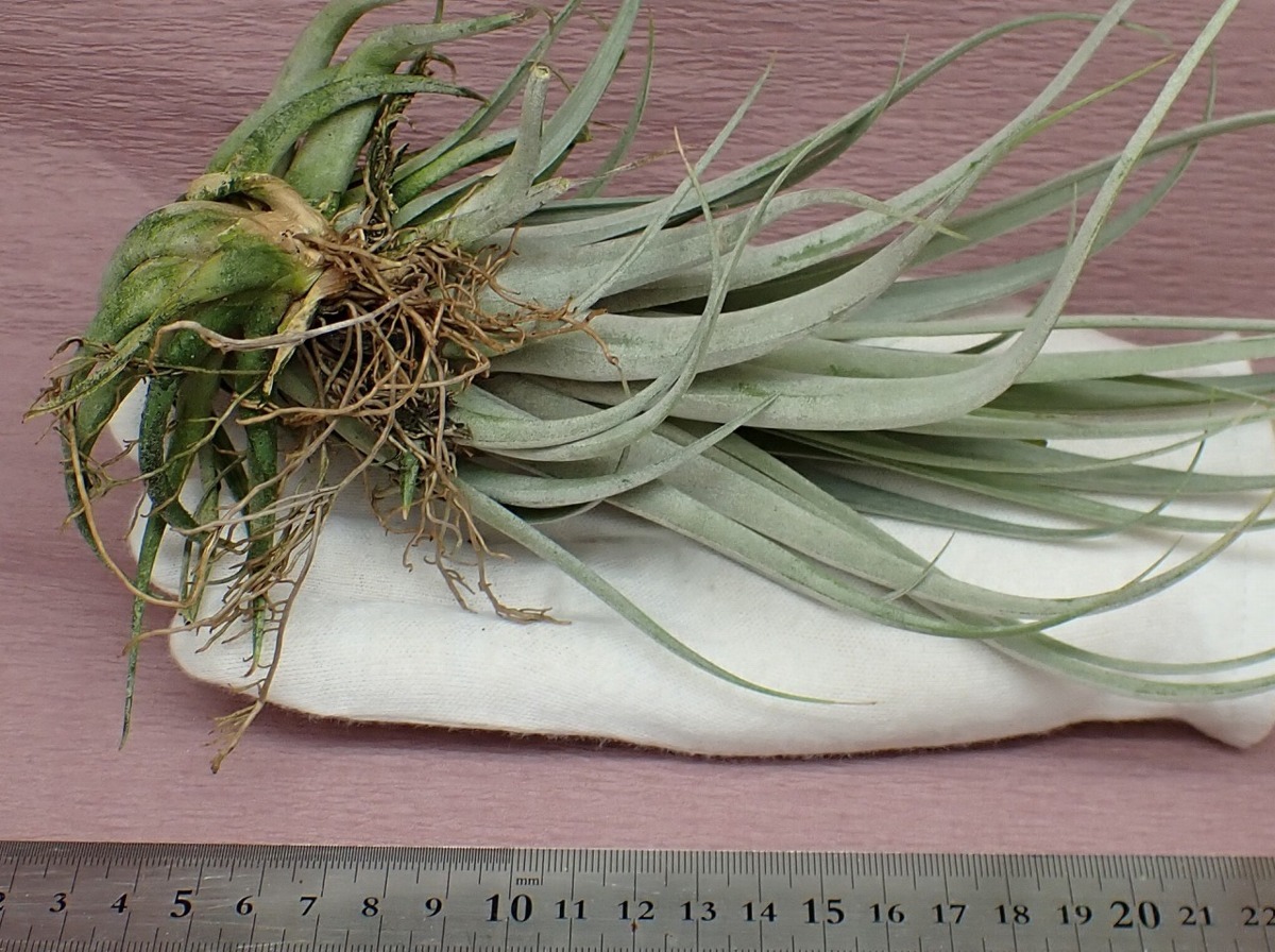 Tillandsia fasciculata 'Hondurensis' チランジア・ファシクラータ