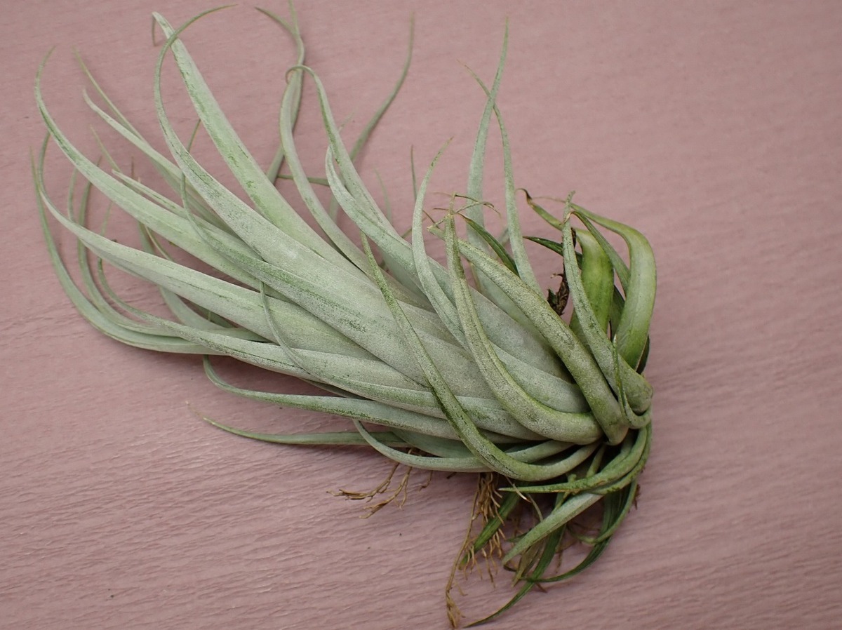 Tillandsia fasciculata 'Hondurensis' チランジア・ファシクラータ