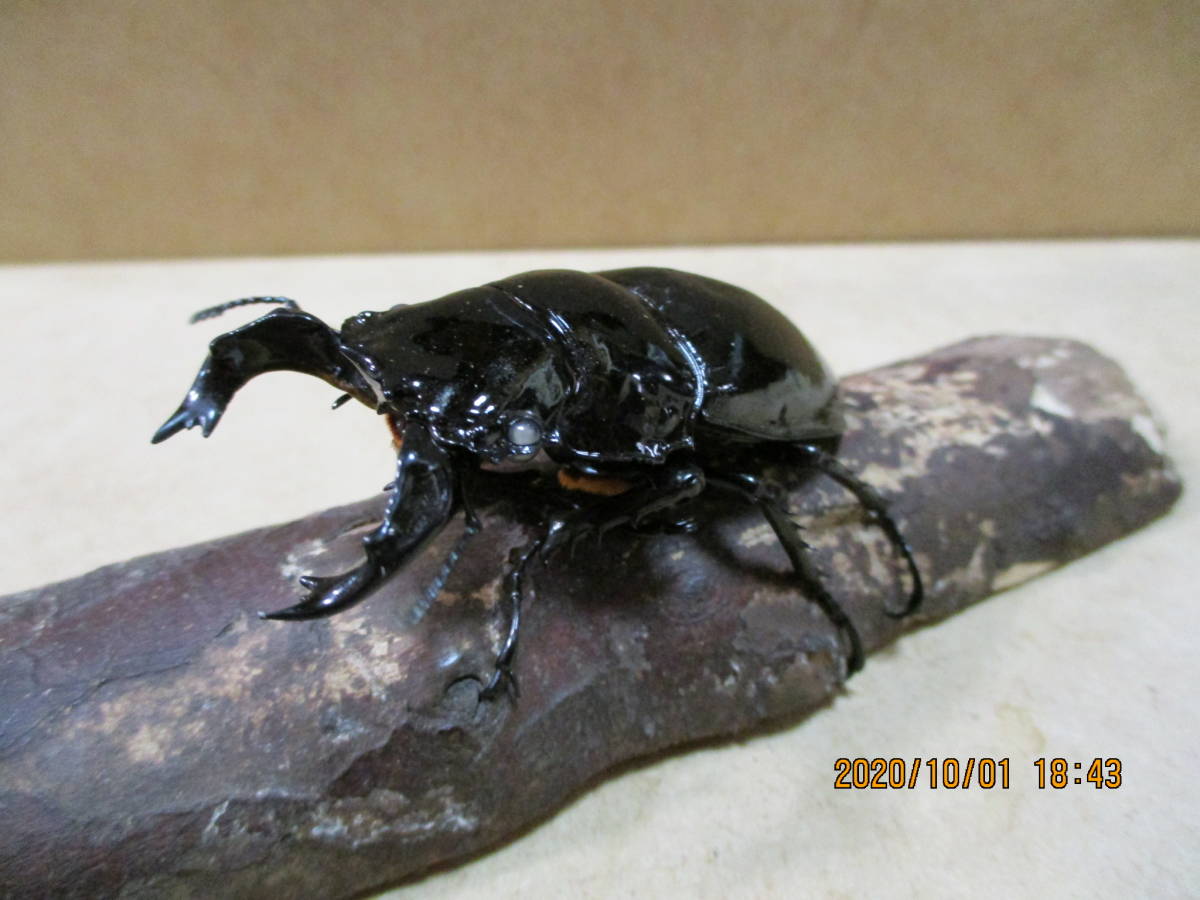 【新品未使用】 タランドゥスツヤクワガタ　いろいろ４枚 タランドゥスオオツヤクワガタ ♀ 51.0mm 販売中 | カブクワ