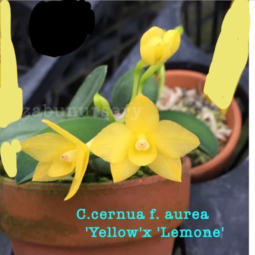 新品】(^。^),洋蘭原種,C.cernua f.aurea x sib('Yellow' x 'Limone