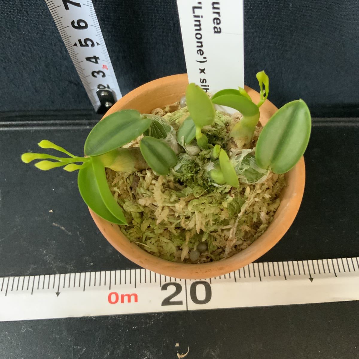 新品】(^。^),洋蘭原種,C.cernua f.aurea x sib('Yellow' x 'Limone