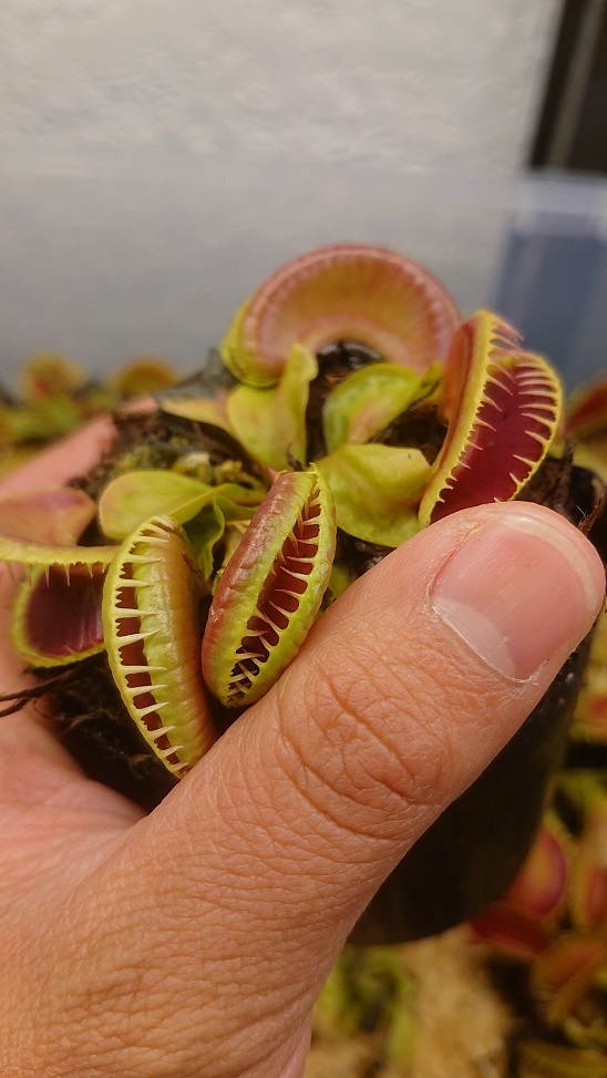 新品】食虫植物 ハエトリソウ Dionaea muscipula 'Jaws smiley