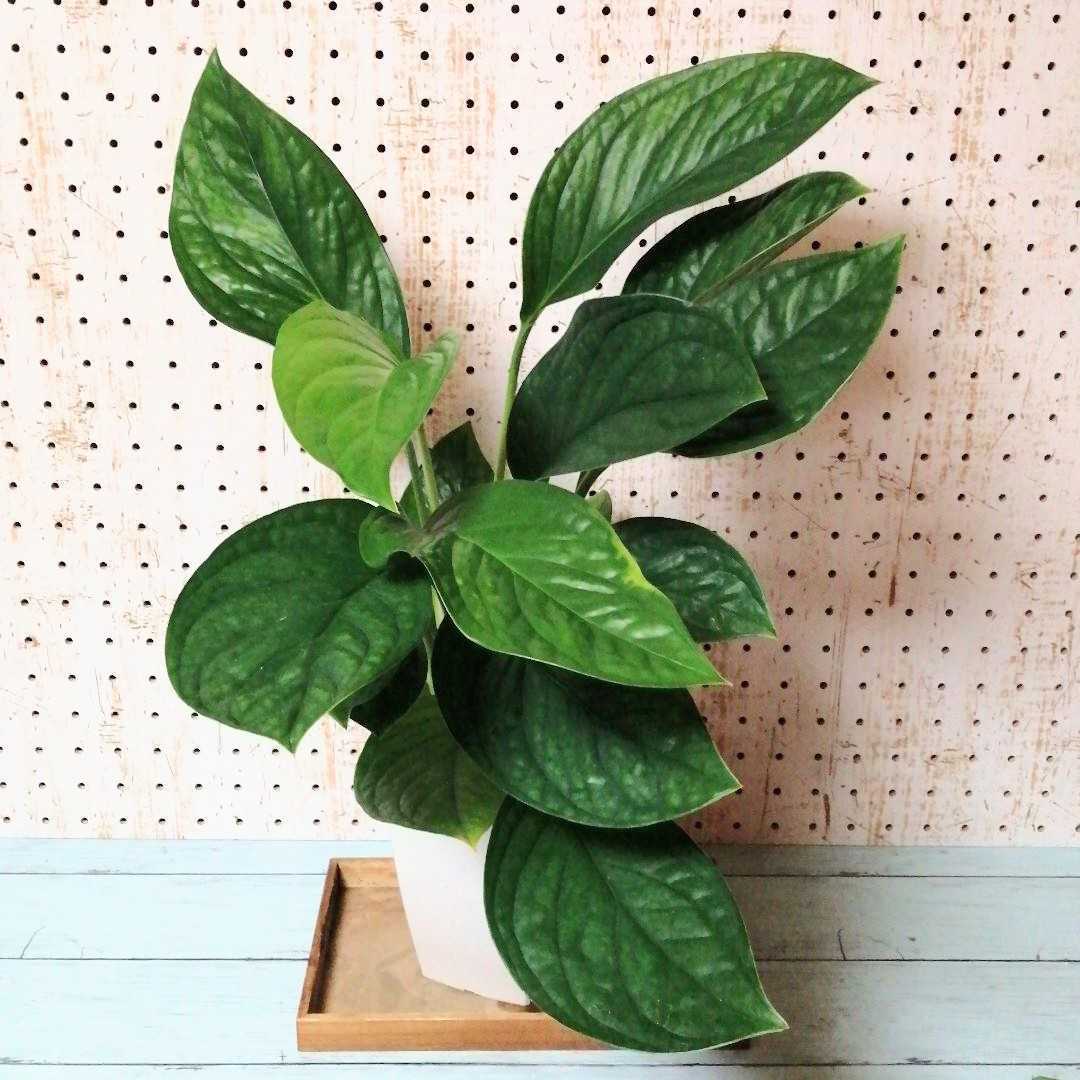 現品販売です。希少品種の花付きモンステラ・ジェイドウイング10号鉢