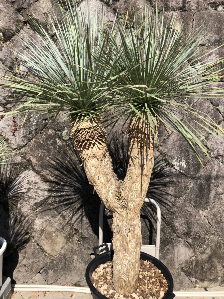 専用出品 特割 ユッカ ロストラータ 太株 (む)濃厚ブルー葉 専用出品 特割