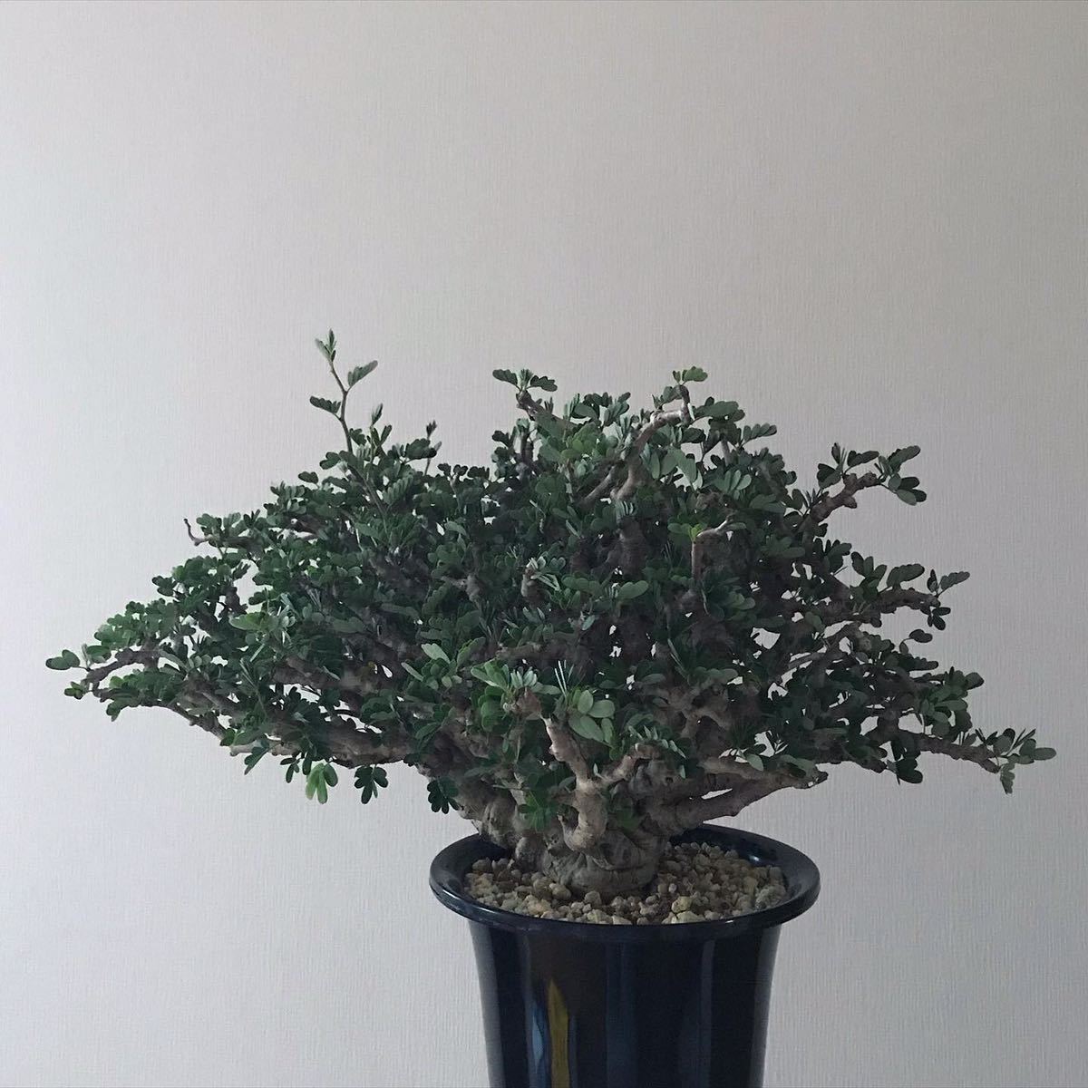 新品 古株 Senna Meridionalis センナ メリディオナリス 多肉植物 塊根植物 コーデックス の落札情報詳細 ヤフオク落札価格情報 オークフリー スマートフォン版