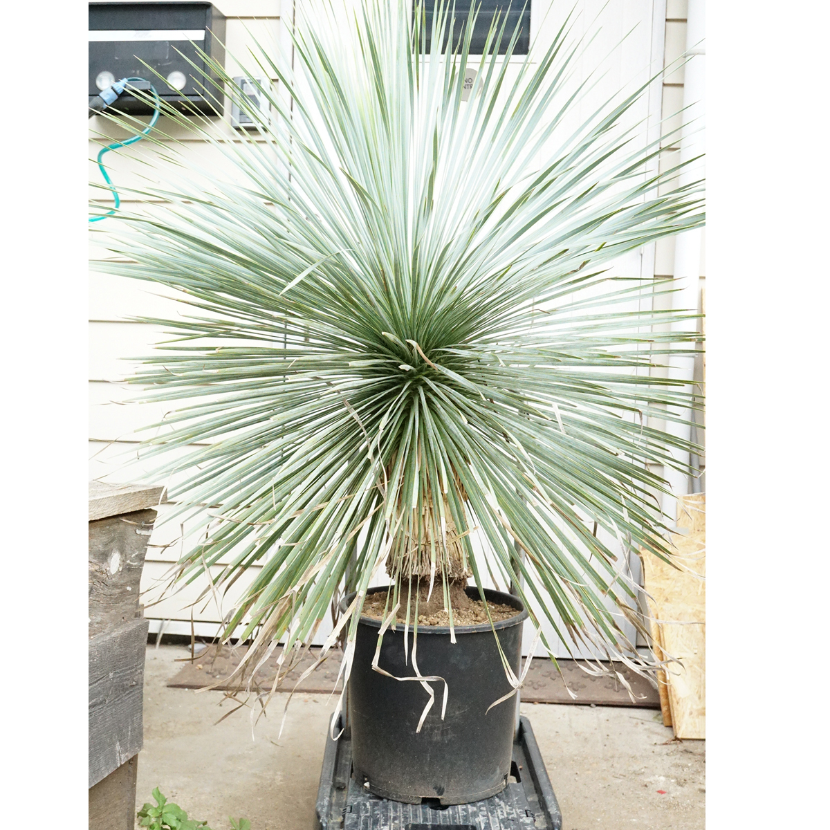 ユッカ ロストラータ (こ) 太株 Yahoo!オークション - 子株 太株 ユッカ ロストラータ 発根 耐寒性-15