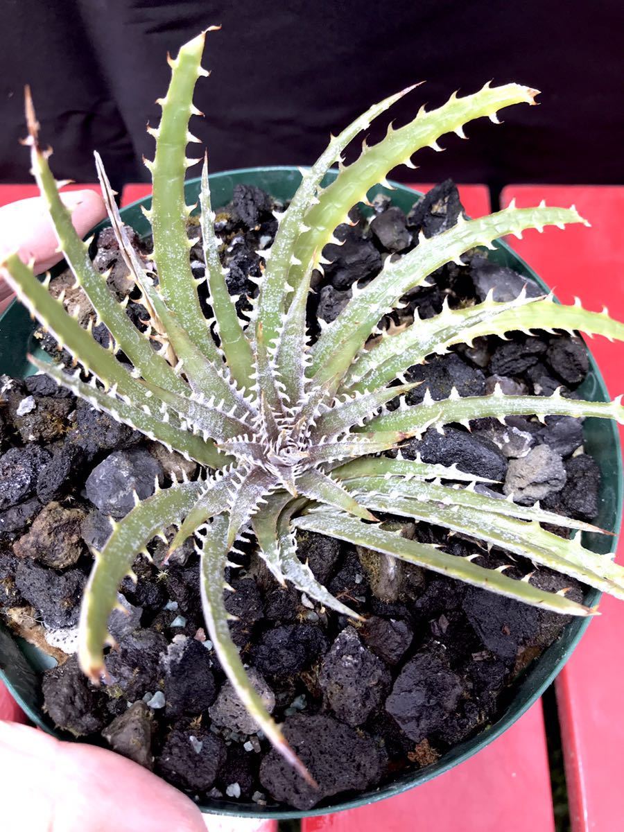 Dyckia ディッキア Bryan Chan | - 'Morning Star' hybrid Baker's