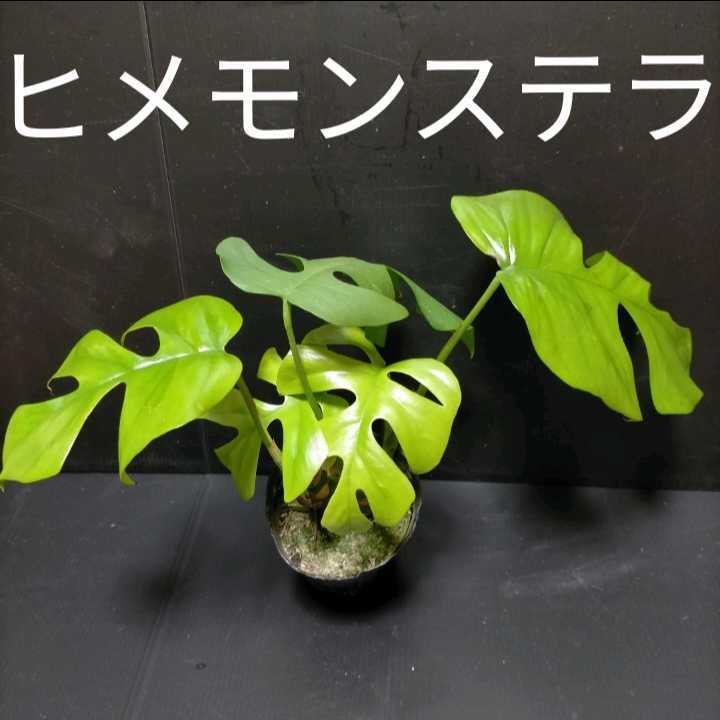 ヒメモンステラ 姫モンステラ 観葉植物 送料 第４種だと100 0円台で送れます の落札情報詳細 ヤフオク落札価格情報 オークフリー スマートフォン版