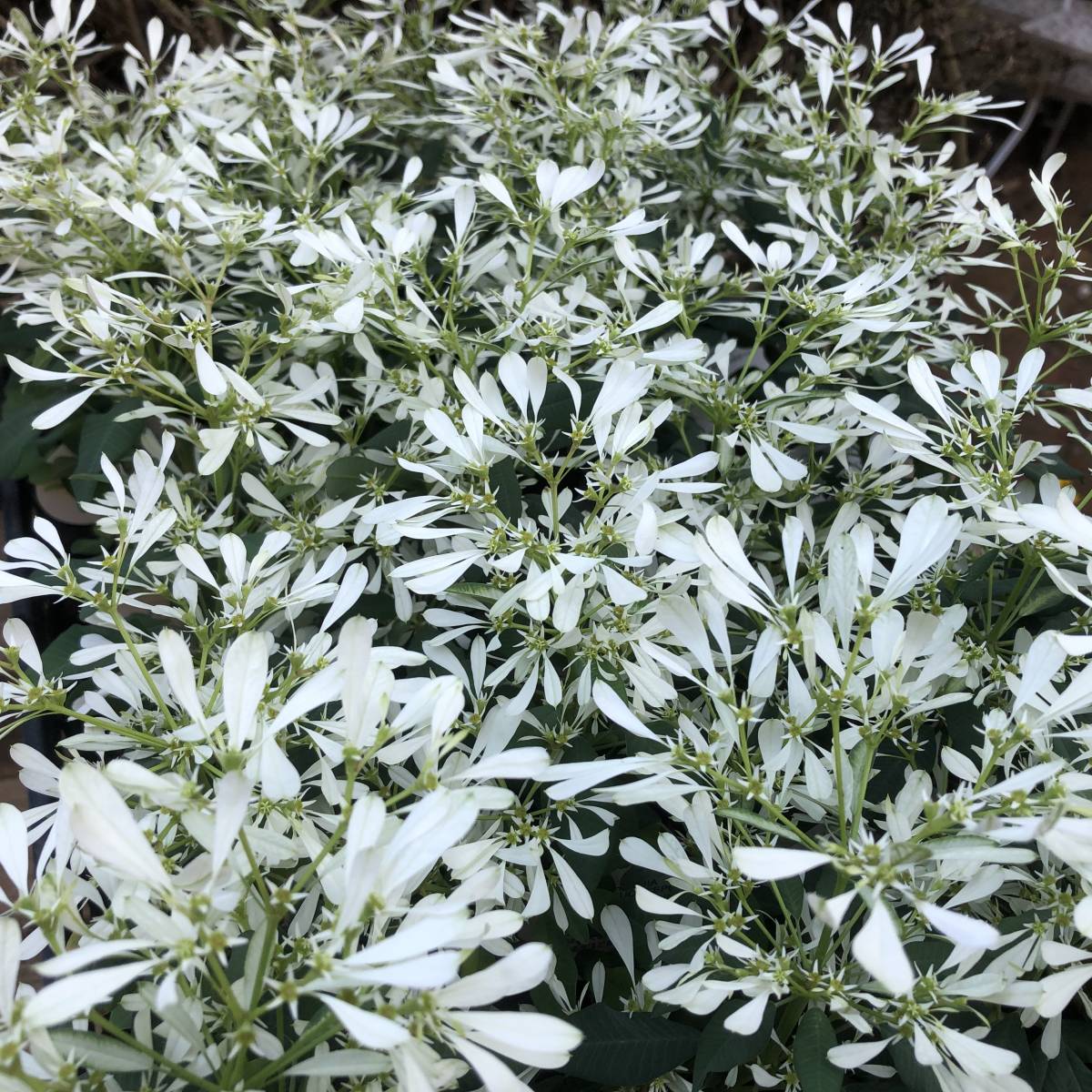 新品 プレミアムガーデニング 数量６ ユーフォルビア 白雪姫 ４ポット の落札情報詳細 ヤフオク落札価格情報 オークフリー