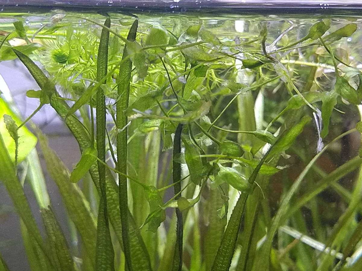 日本水草 ヒンジモ 希少種 稚魚の隠れ家 メダカの育成に の落札情報詳細 ヤフオク落札価格情報 オークフリー スマートフォン版