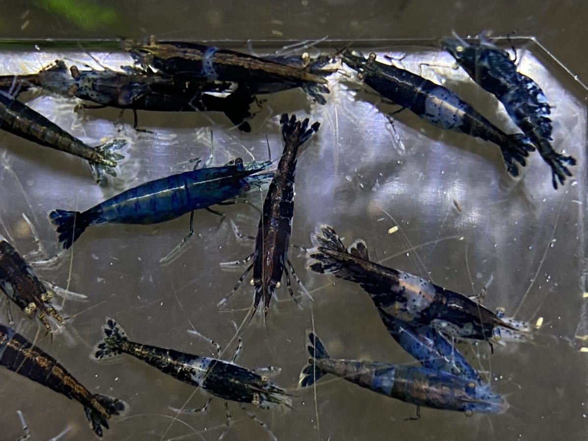 限定セール ミナミヌマエビ ３０匹 Shipsctc Org