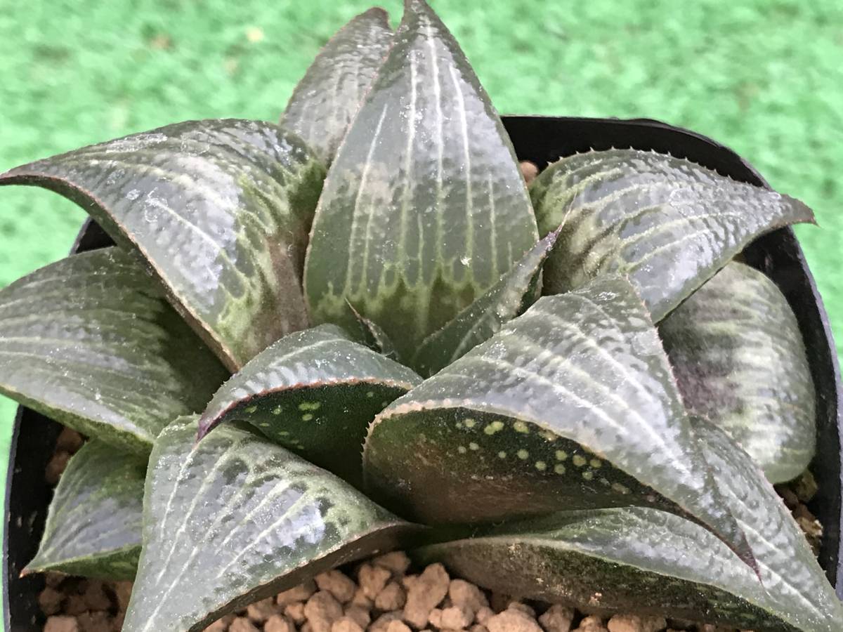 ハオルチア バディア 天紅 ハオルチア バディア 天紅