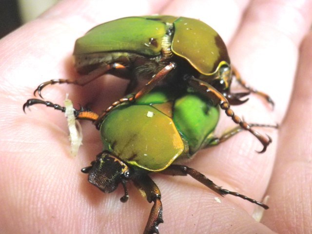 エチオピア産 モンビロードツノカナブン Compsocephalus dmitriewi