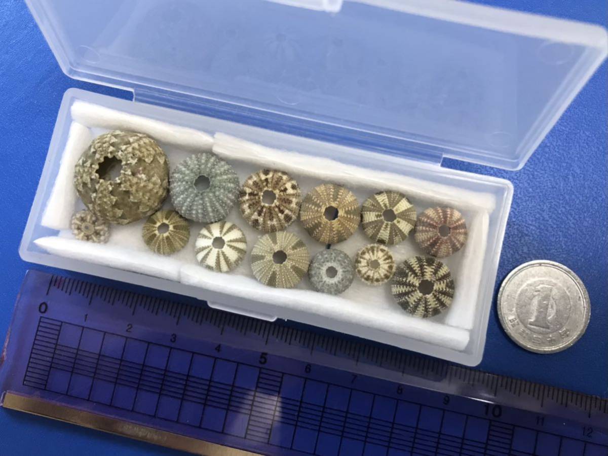 沖縄産ウニの殻 13個入り の落札情報詳細 ヤフオク落札価格情報 オークフリー スマートフォン版