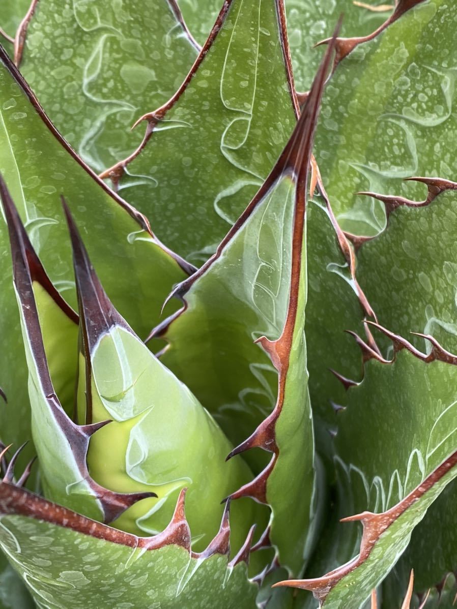 モンタナ US株 選抜種 大株 40cmオーバー 【公式通販】