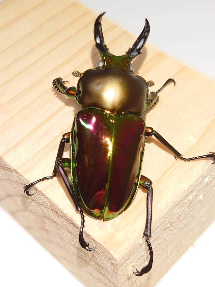 ニジイロクワガタ成虫 オーストラリア クィーンズランド産 昆虫ショップcolors店