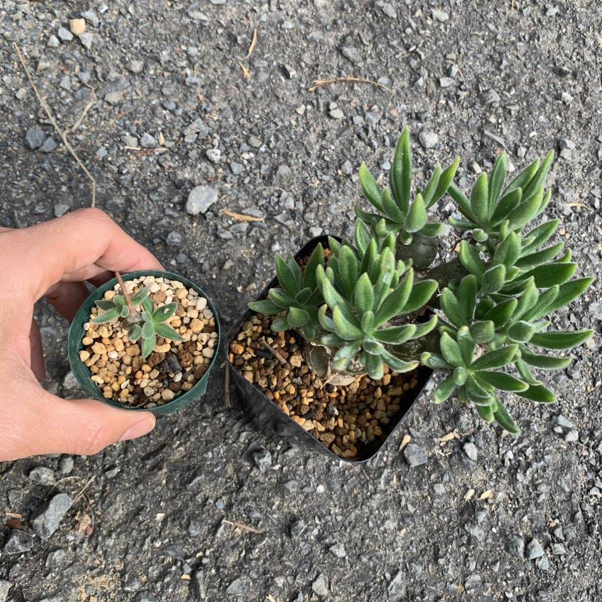 Tylecodon leucothrix チレコドン レウコスリクス（観葉植物、多肉植物