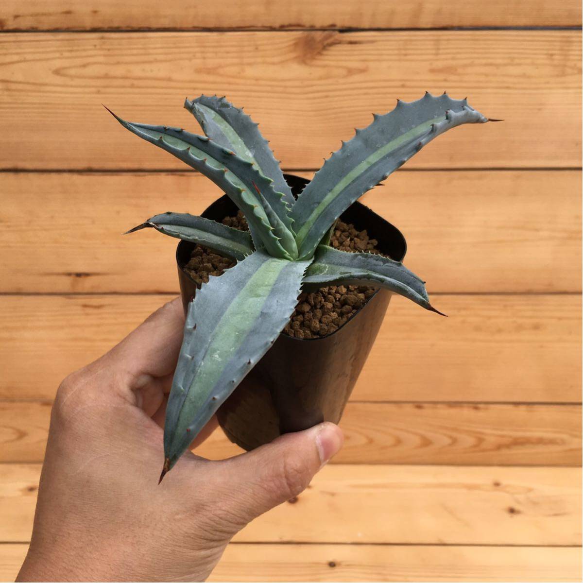 Agave americana v.expansa mediopicta pallida アガベ エクスパンサ