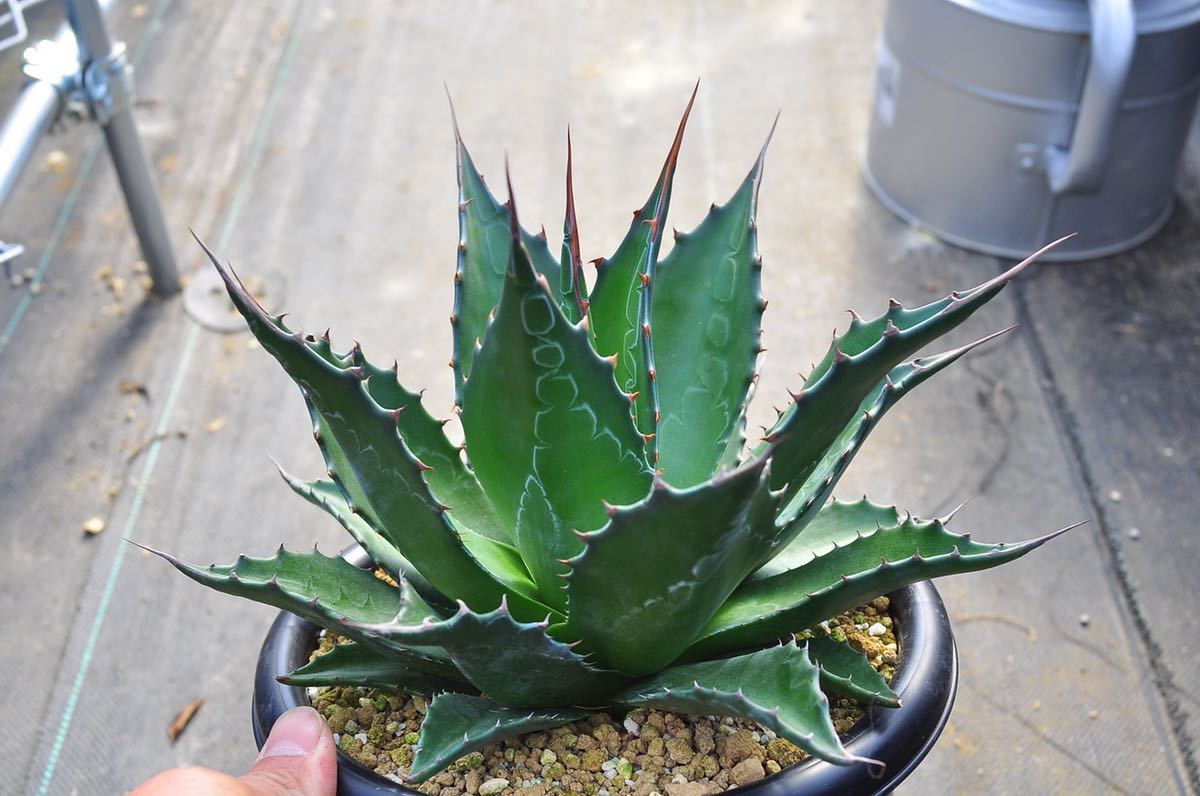 アガベ モンタナ 実生 鉢ごと発送 Agave montana ドライガーデン