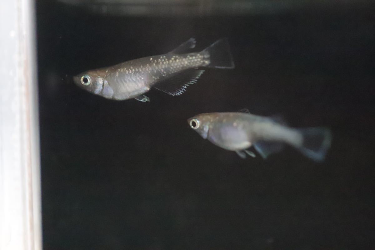 新品 光紀めだか 極上エメラルドフィン メダカ の落札情報詳細 ヤフオク落札価格情報 オークフリー スマートフォン版