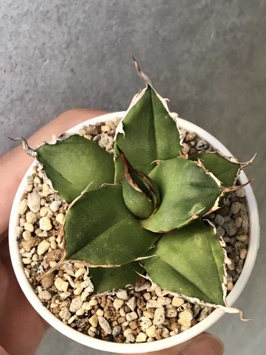 アガベ チタノタ シーザー 活着済み 【公式通販】