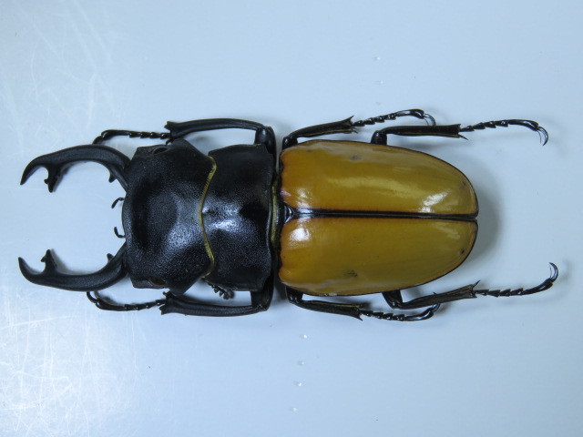 大型カステルナウディクワガタ標本 新品】標本・クワガタ カステルナウツヤクワガタ♂93.3ミリ・昆虫販売