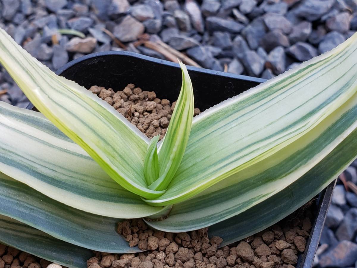 アロエ カラスベルゲンシス 多肉植物(アロエ カラスベルゲン アロエ カラスベルゲンシス 多肉植物(アロエ カラスベルゲン