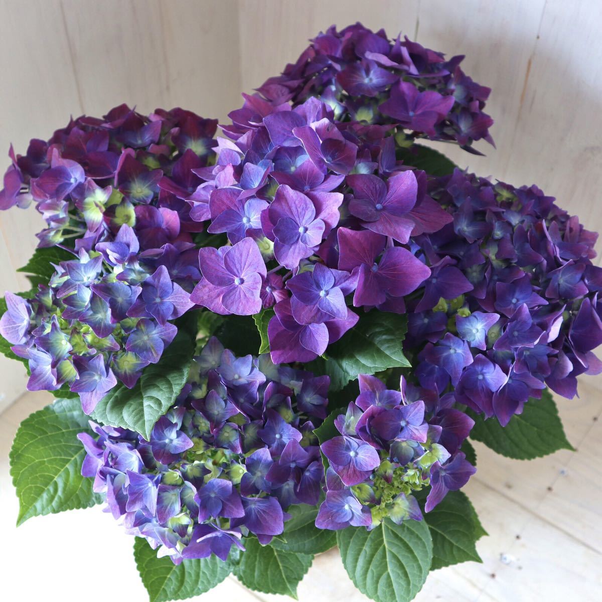 新品 秋色アジサイ ディープパープル ハイドランジア ５号鉢 の落札情報詳細 ヤフオク落札価格情報 オークフリー スマートフォン版