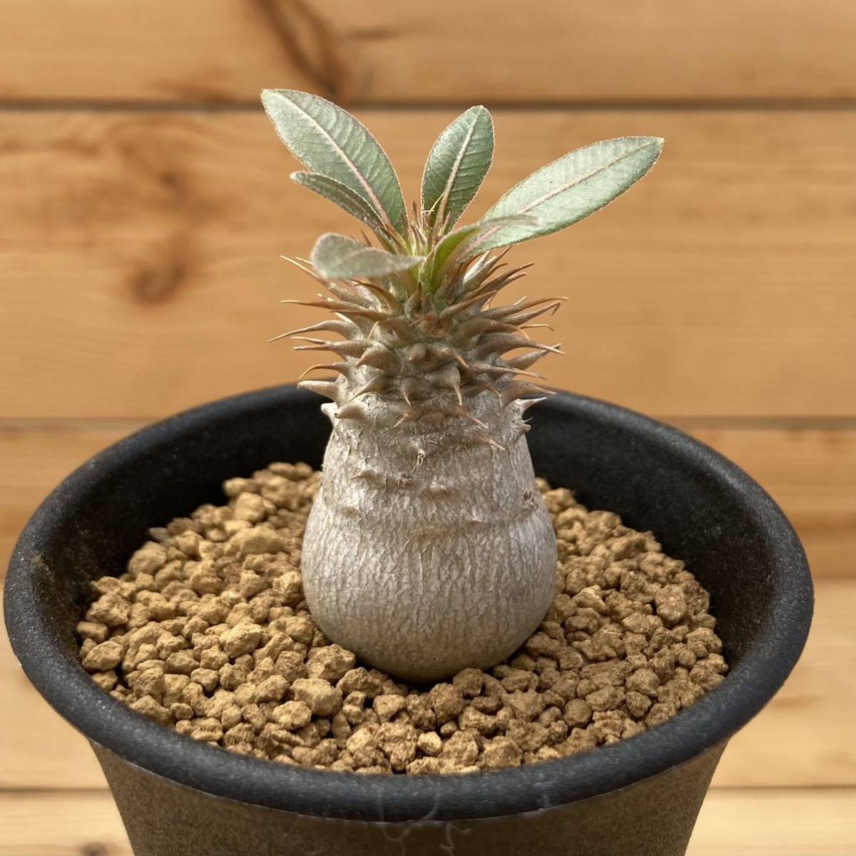 楽天市場】観葉植物/[ザ・ファームセレクト][送料無料