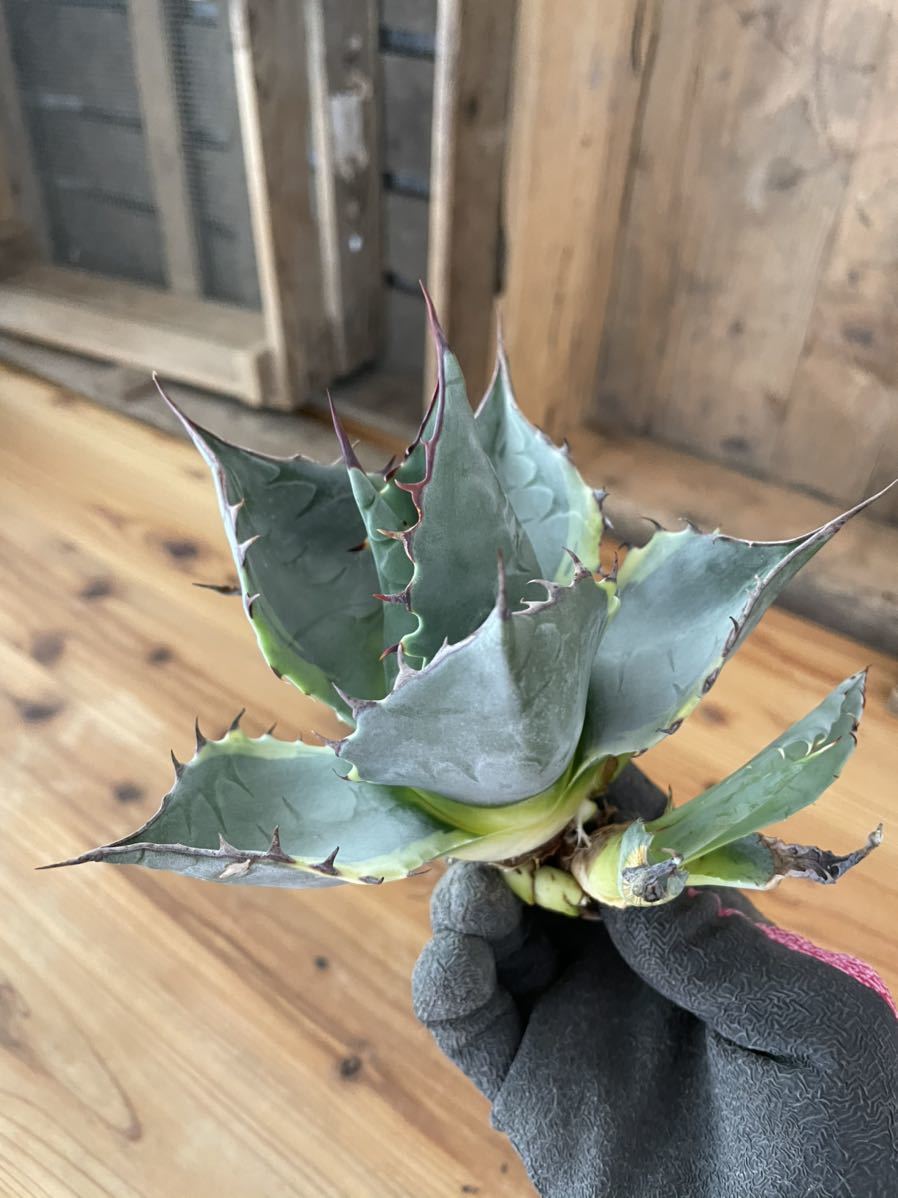 アガベ オバティサナ シースター錦 子株&孫株 新品】Agave ovatisana