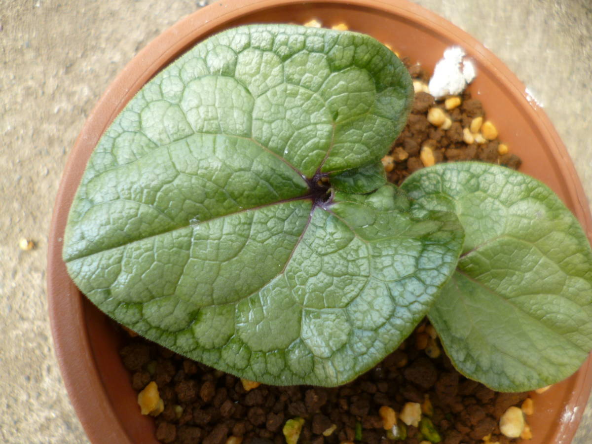 取り置き品】斑入り カンアオイ タマノカンアオイ銀紫晃(ぎ