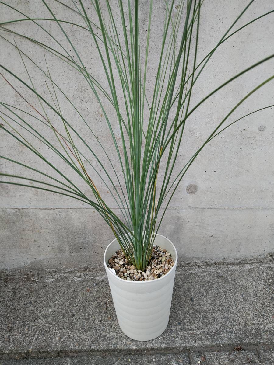 魅力的な価格 グラウカ グラウカ 旧名ブラックボーイ クサントロエア 植物 観葉植物 Buyonlinepc Com
