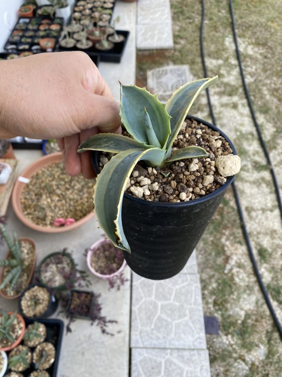 アガベ リップルエフェクト 抜き苗