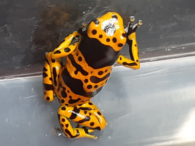 キオビヤドクガエル ”ファインスポット” EU便F1 3匹セット