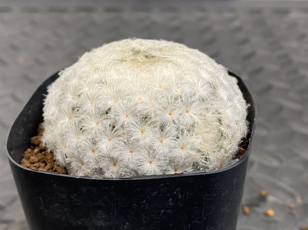 サボテン マミラリア 白星仏頭 パンチパーマ Mammillaria plumosa