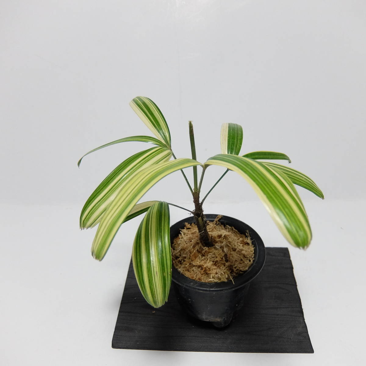 Inz観音竹 観音竹 泰山錦 最上柄 春の植え替えフェアー開始 Rhapis Excelsa Palm 棕櫚竹 古典園芸 観棕竹 觀音棕竹 の落札情報詳細 ヤフオク落札価格情報 オークフリー スマートフォン版