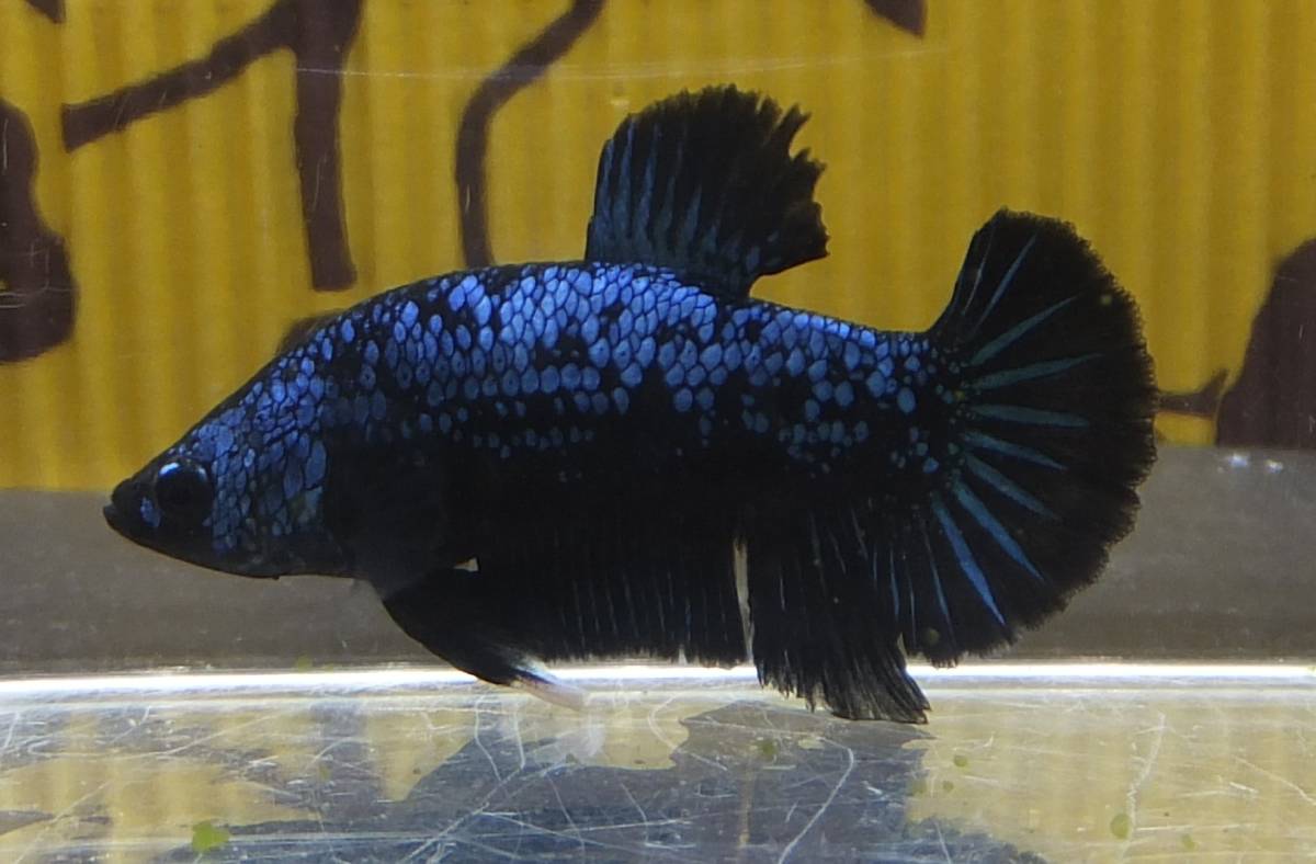 新品 ホッとベタ プラカット ブルードラゴン オス ｎｏ35 の落札情報詳細 ヤフオク落札価格情報 オークフリー スマートフォン版