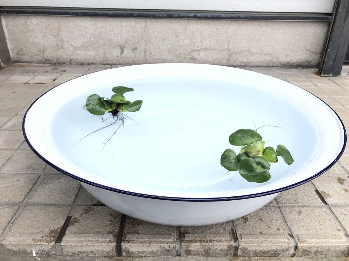 最近30日の金魚鉢内カテゴリ オークション落札価格一覧 オークフリー スマートフォン版