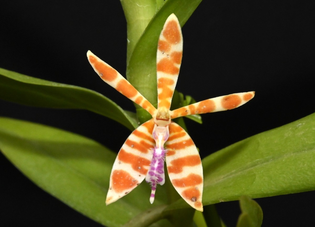 洋蘭原種 (290) 希少 Trichoglottis smithii トリコグロティス