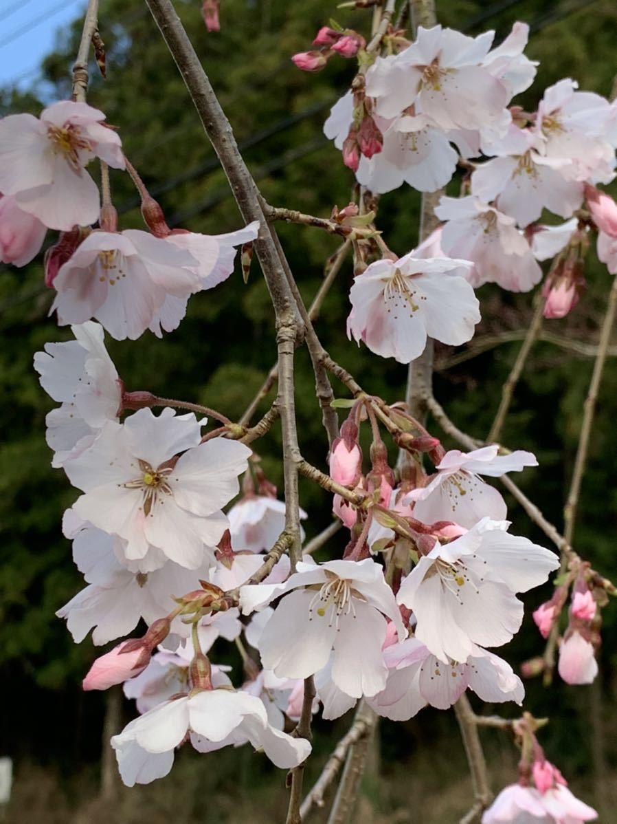 pahagena　説明必読　かみやましだれ桜　一重咲き　早咲き かみやましだれ桜 一重咲き | 早咲き 神山しだれ桜 桜 大輪 接木苗