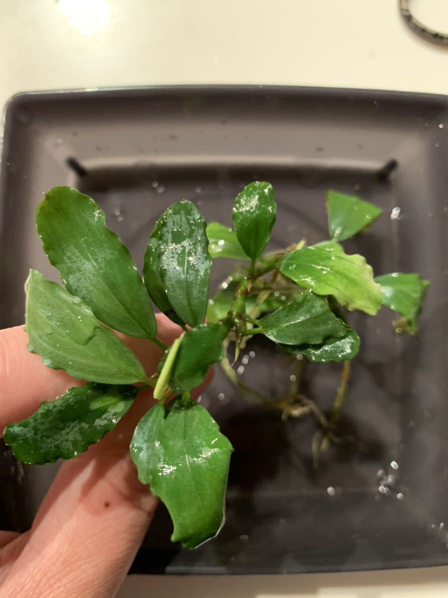 正規タグ付 Tb便 Bucephalandra Sp Kayulapis 3 Kalimantan Barat Tb ブセファランドラ カユラピス3 水上株 チームボルネオ Www Fadecom Pe