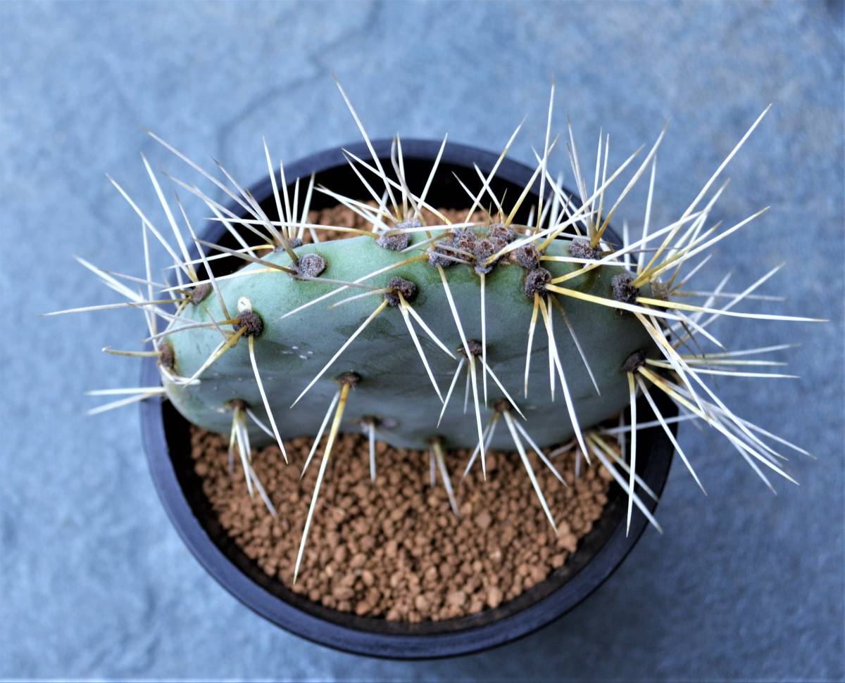 新品 多肉植物 サボテン オプンチア ラグナエ Opuntia Lagunae 和名 大極殿 ターコイズブルー肌 4 0号 超希少種 極厚大茎節 現品 の落札情報詳細 ヤフオク落札価格情報 オークフリー スマートフォン版