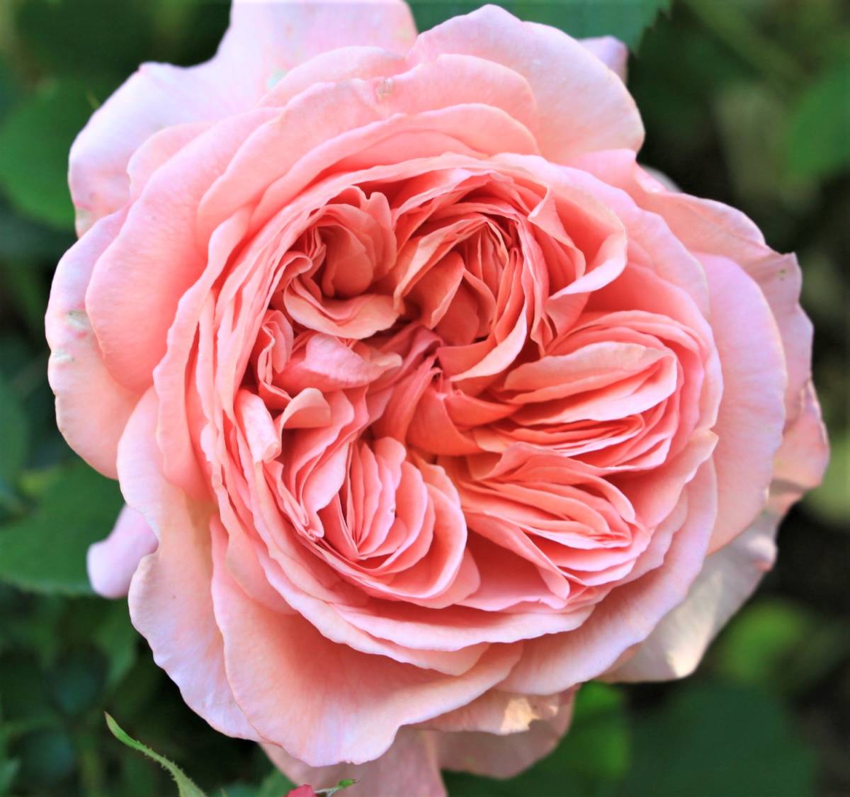 新品 ばら遊人 切花ｋｅｉｊｉ F G かおりかざり 接木苗 の落札情報詳細 ヤフオク落札価格情報 オークフリー スマートフォン版