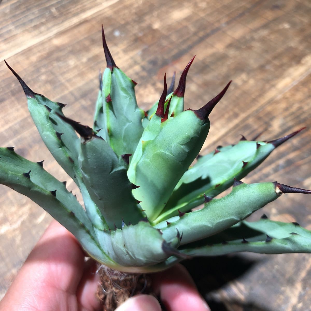 アガベ氷山 短葉コンパクト