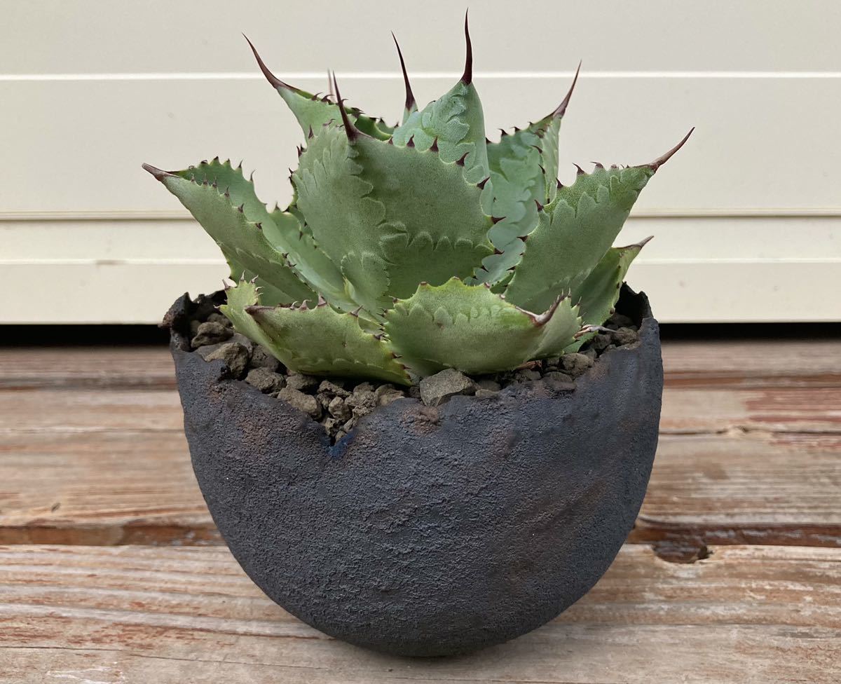 たけろうポット ちぎり S/中古品　植木鉢 たけろうポット ちぎり S/中古品 植木鉢 たけろうポット / ちぎり/ 白