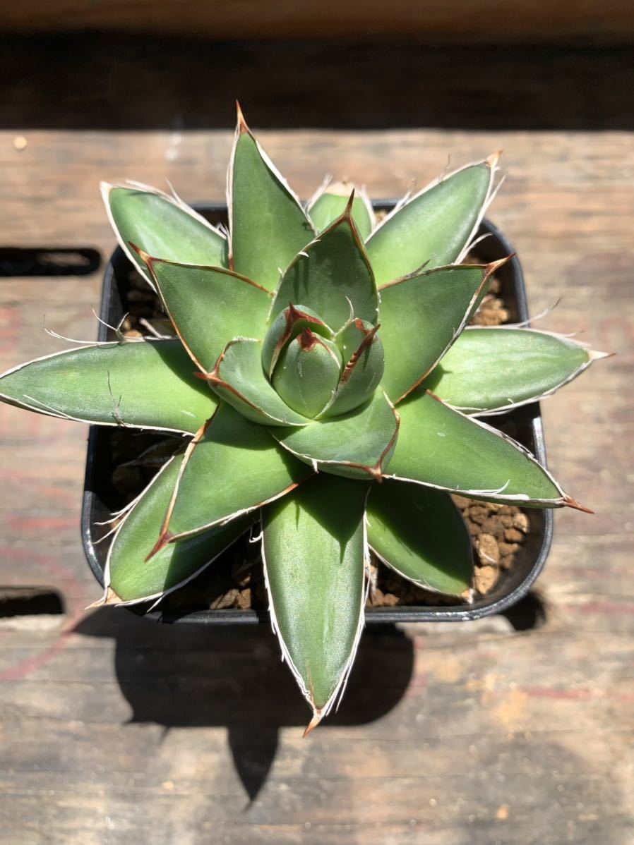 アガベ・キンピー 王妃笹の雪B型 Agave KINPY typeB / ピンキー Agave