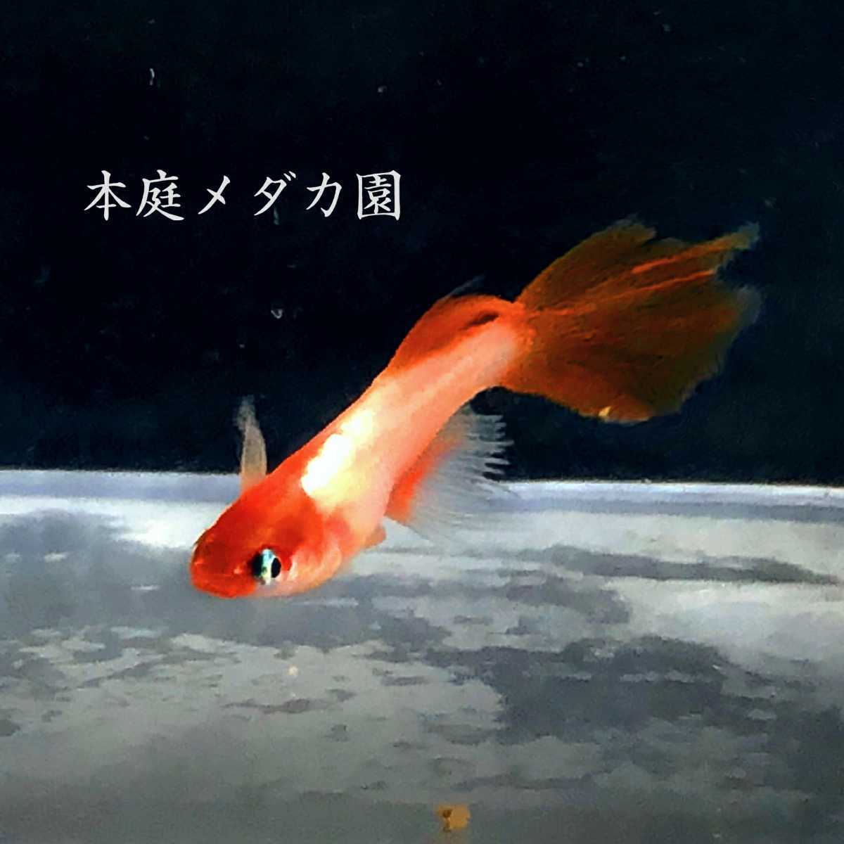 新品 本庭メダカ園 牡丹銀メタヒレ長 プラチナドレスコート の卵10 A個 光体型広系ロングフィン極上厳選親の卵 バタフライ系統レッド の落札情報詳細 ヤフオク落札価格情報 オークフリー スマートフォン版