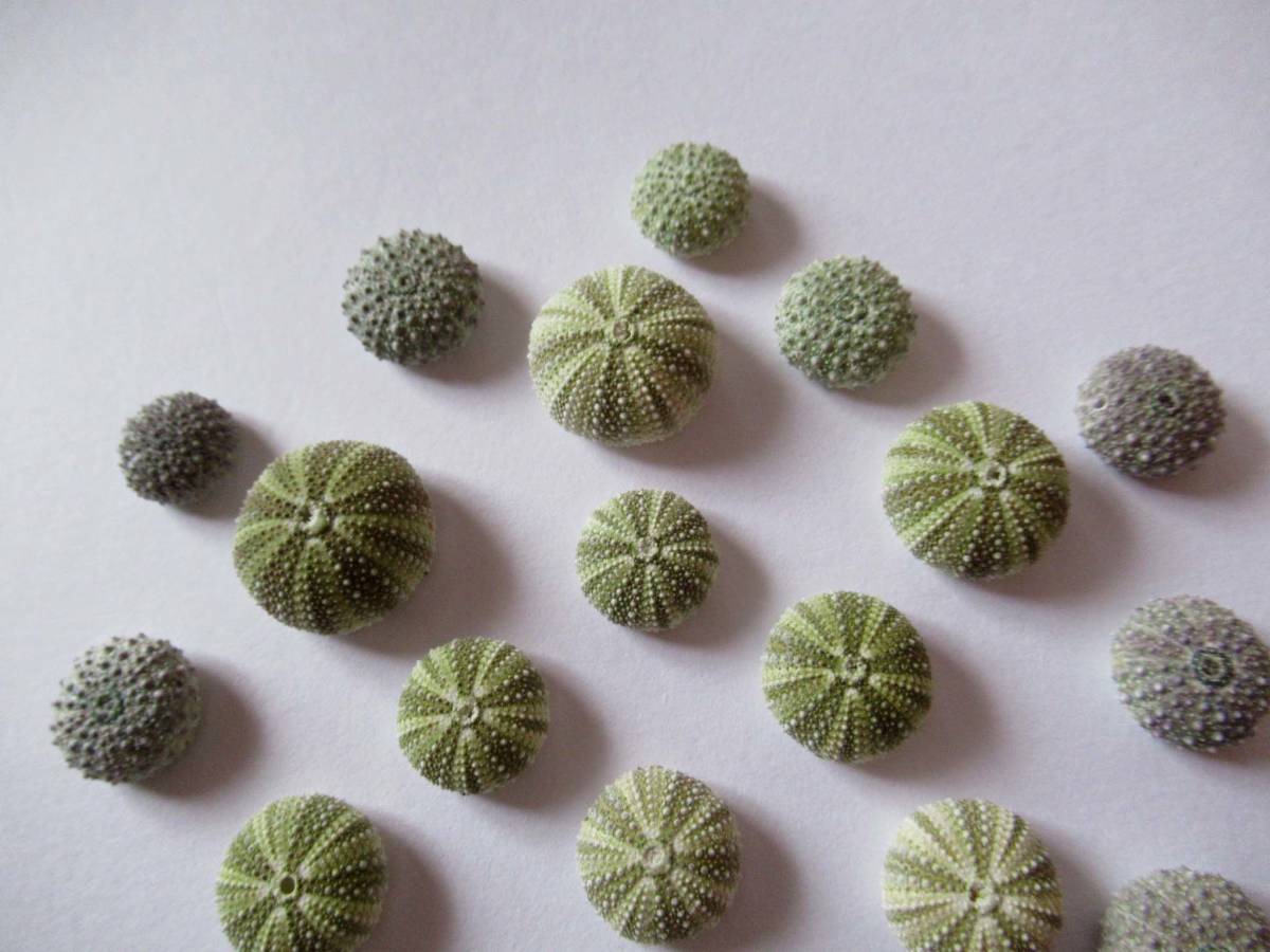 Microcyphus zigzag ウニ殻標本