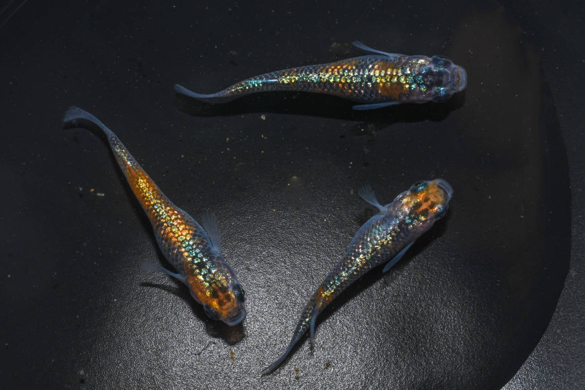 新品 つつじめだか 本家直系 ユリシス 若魚 1ペア メス1 次回未定 D１３ の落札情報詳細 ヤフオク落札価格情報 オークフリー スマートフォン版