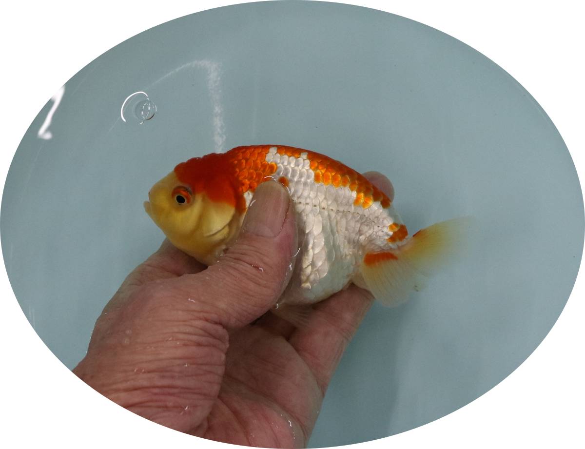 新品 ｈｆｐ 金魚 らんちゅう 二歳魚 中部トップブリーダー産 種 観賞用 約１２ ５ｃｍ G17g の落札情報詳細 ヤフオク落札価格情報 オークフリー スマートフォン版